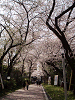 photo096_s.gif