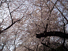 photo098_s.gif