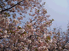 photo101_s.gif