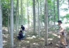 森林でのサンプリング