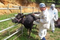警戒区域での牛の調査